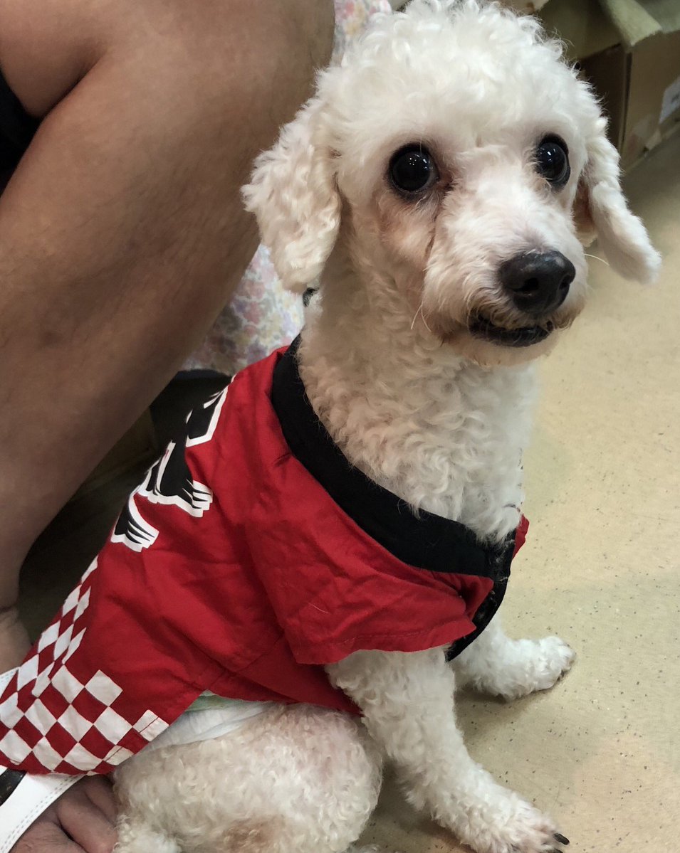 今日は天神祭の花火ですね✨可愛い保護犬🐶たちが浴衣姿でお出迎え🐾2019,7,25